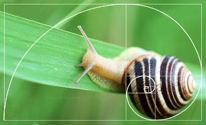 Fibonacci Schnecke