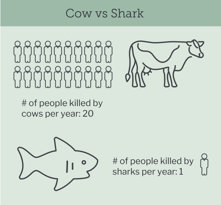 Cow vs Shark