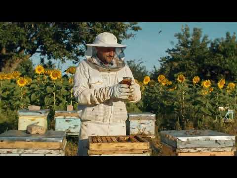 Veo 2 demo | Beehive