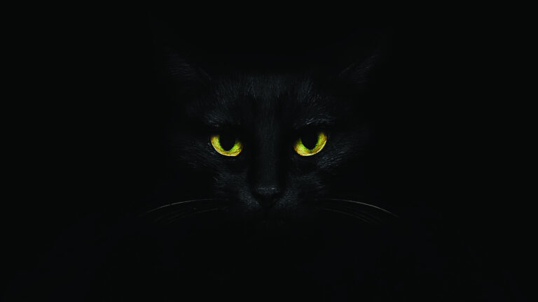 Schwarze Katze