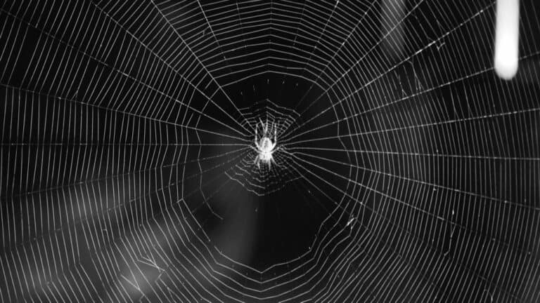 Spinnennetz
