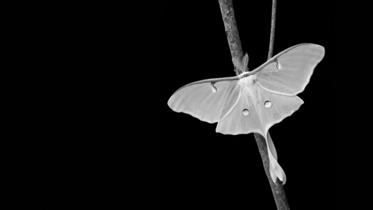 Luna Moth