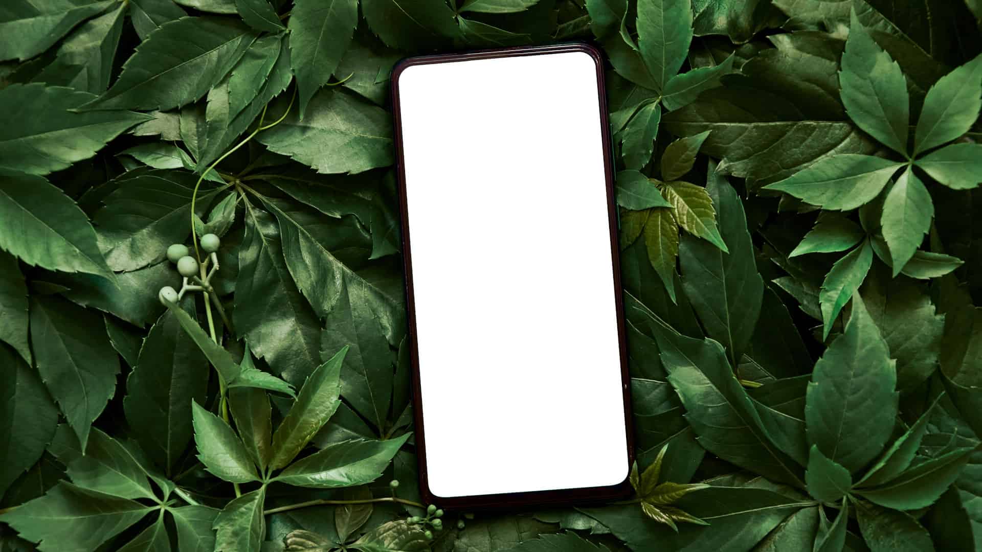 Smartphone-Daten warnen vor Waldbränden 1 Natur, Smartphone