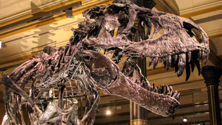 Berliner Museum gehackt: Datendiebstahl von 37 000 Besuchern 1 Naturkunde Musuem Berlin