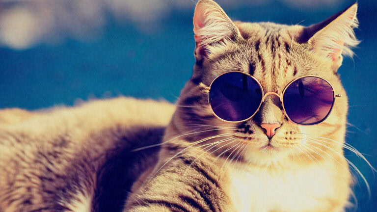 Warum KI-Bilder von Tieren problematisch sind 3 ki bild katze